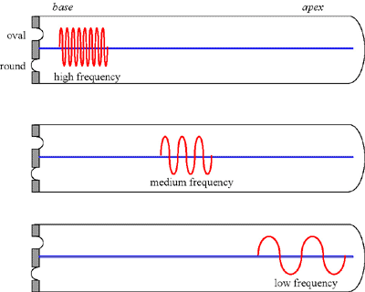 basilar vibrations